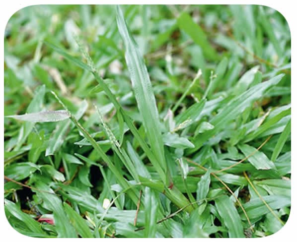 Grama São Carlos (Carpetgrass) Caixa com 0,5 Kg