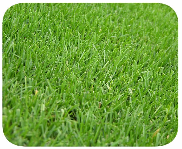 Grama Bermuda Caixa de 0,5 Kg