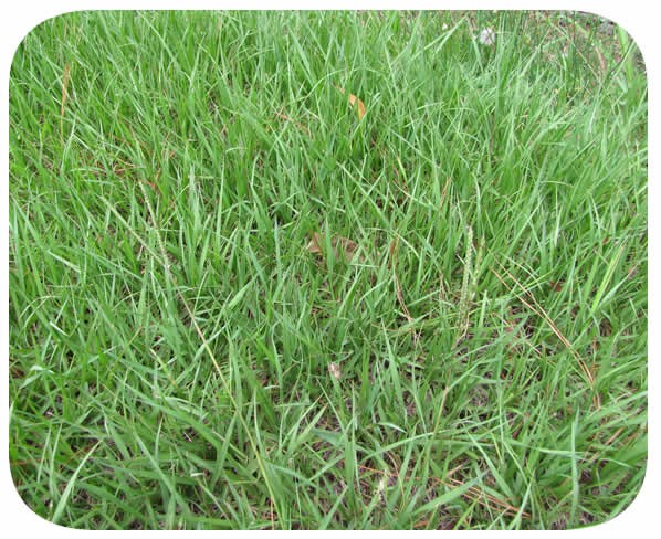 Grama Pensacola Caixa com 2,0 Kg