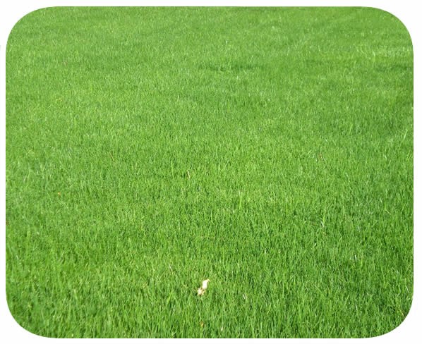 Azevém Perene (PhD Ryegrass) Caixa com 0,5 Kg