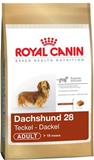 DACHSHUND ADULT 28 