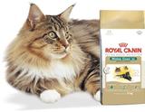 Maine Coon 31 Embalagem 2 Kg