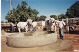 Bebedouro para gado Bebedouro cap. 5.000 Lt