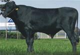 Jacuba Dark Benfeitor Aaron 5/8 