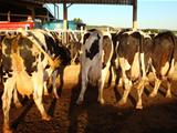 Vacas leiteiras (venda permanente)