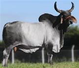 Urucum TE de Naviraí 