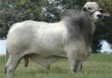 HEBRAÍCO FIV da PALMEIRA 