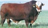 Alvorada 38 N7152 - Farrapo 