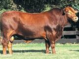 San Alejo YC 781 Guapo 