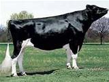 ShadyCrest-H Megaton-ET EX-90 