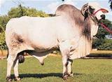 GOLIAS 