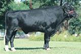 RBC Redator 