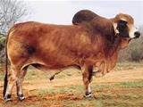  Polled Power 