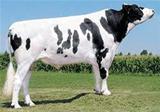 Shadow-Ridge Dramatic *TV VG-87 