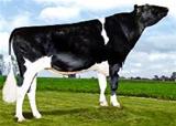 Hyde-Park Lenox VG 85 