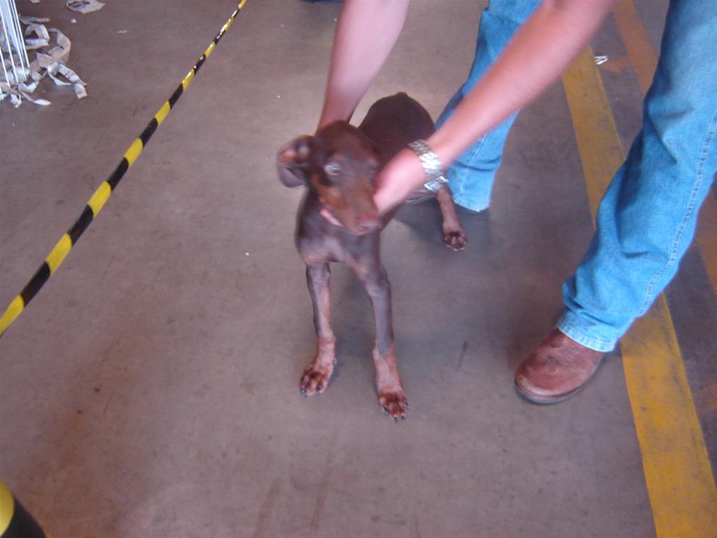 Filhote Raça Dobermann 