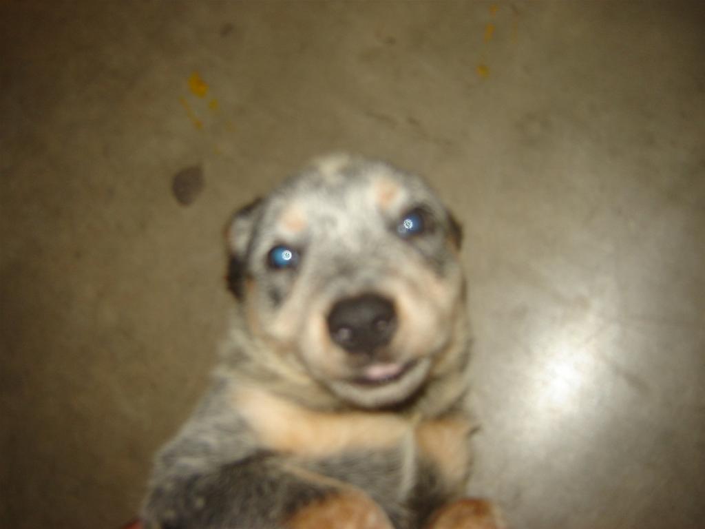 Filhote Raça Blue Heeler 