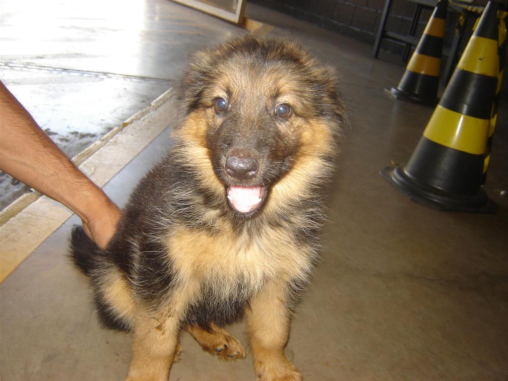 Filhote Raça Pastor Alemão 