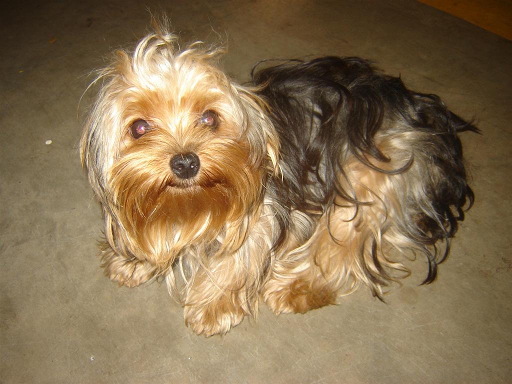 Filhote Raça Yorkshire Terrier 