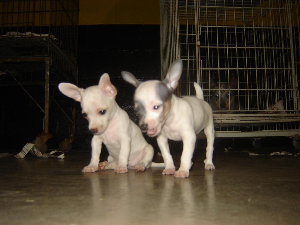 Filhote Raça Chihuahua 