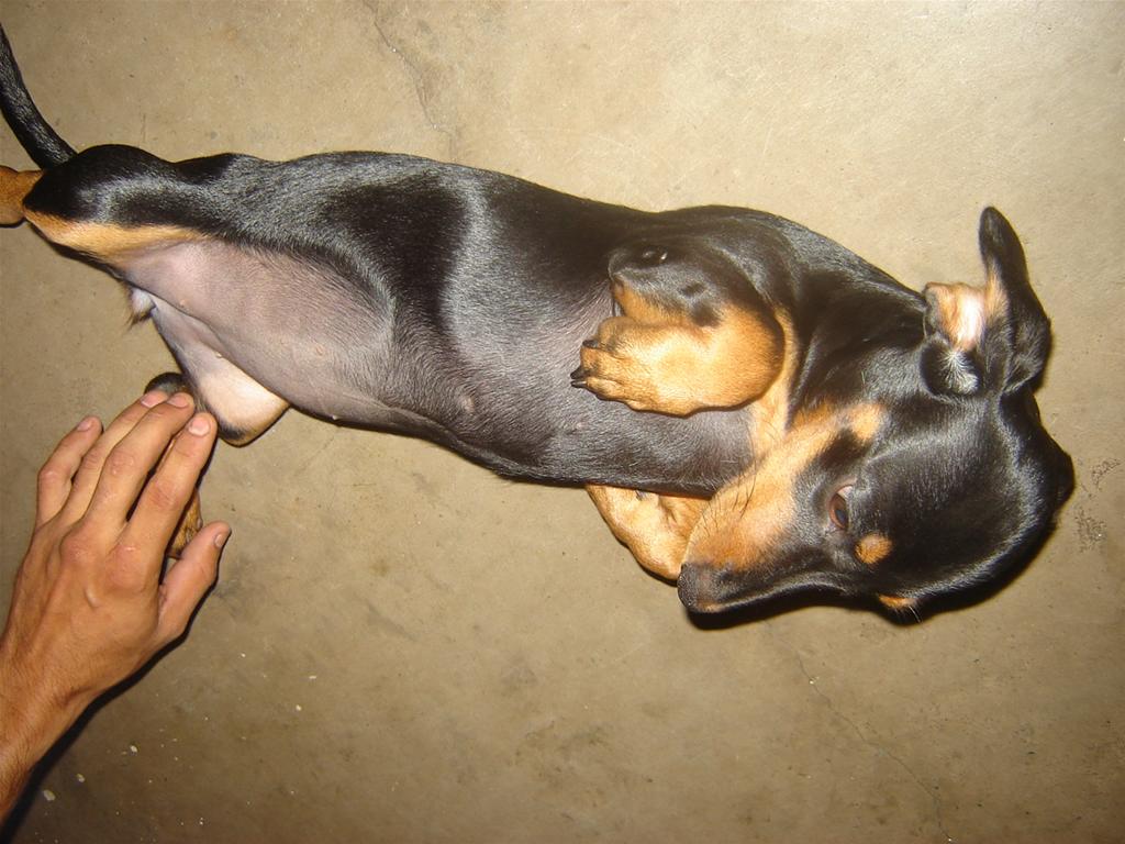 Filhote Raça Dachshund Cofap Preto 