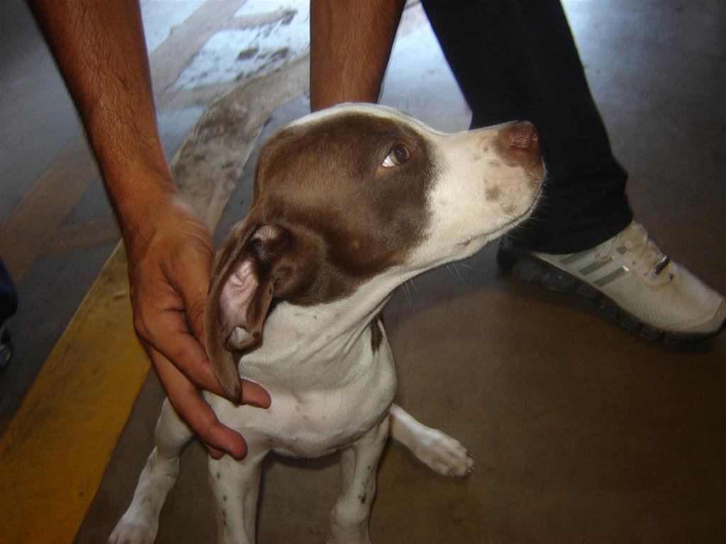 Filhote Raça Pointer Inglês (Perdiguero) 