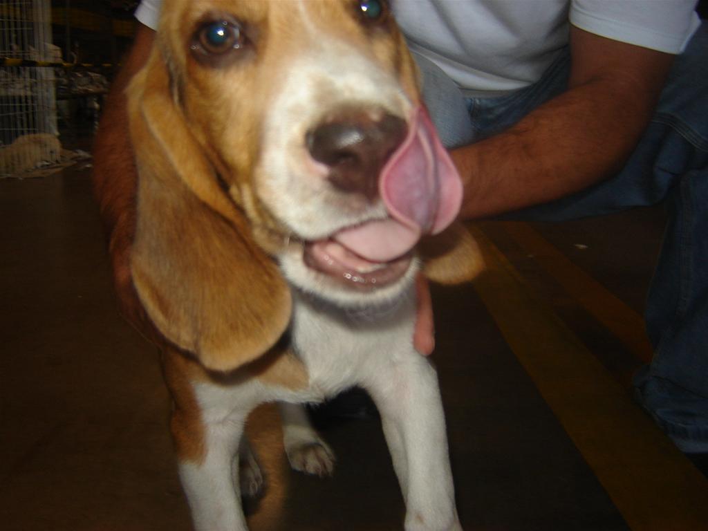 Filhote Raça Beagle 