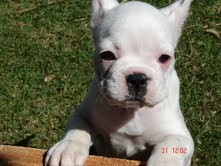 Filhote Raça Bulldog Inglês 