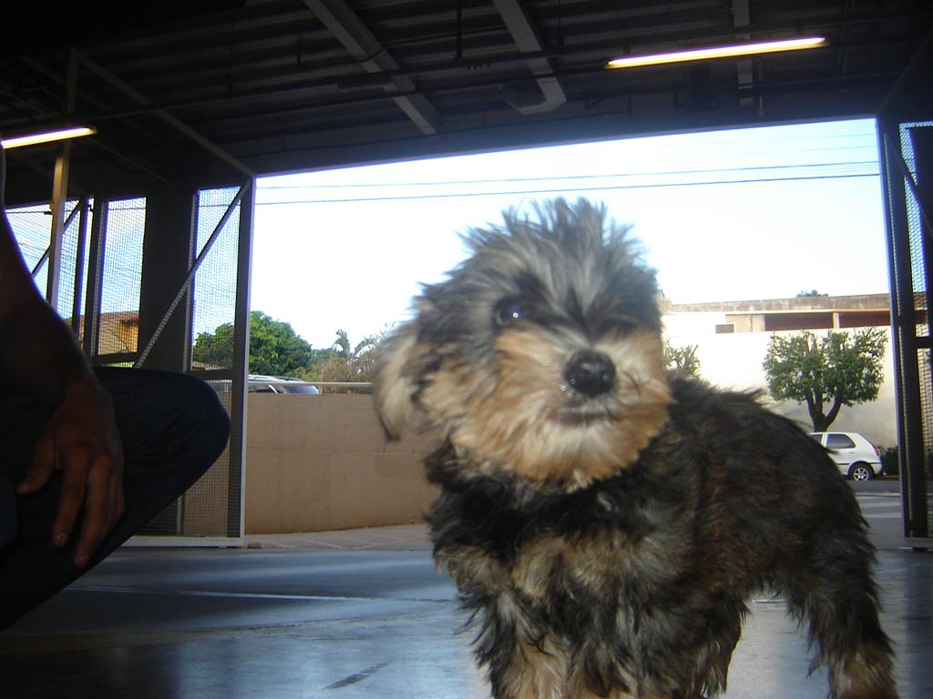 Filhote Raça Shnorkie 