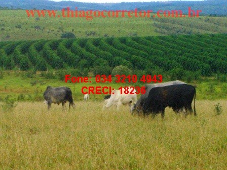 Fazenda para café em Patrocínio 