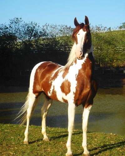 Savoy do Pec - Mangalarga 