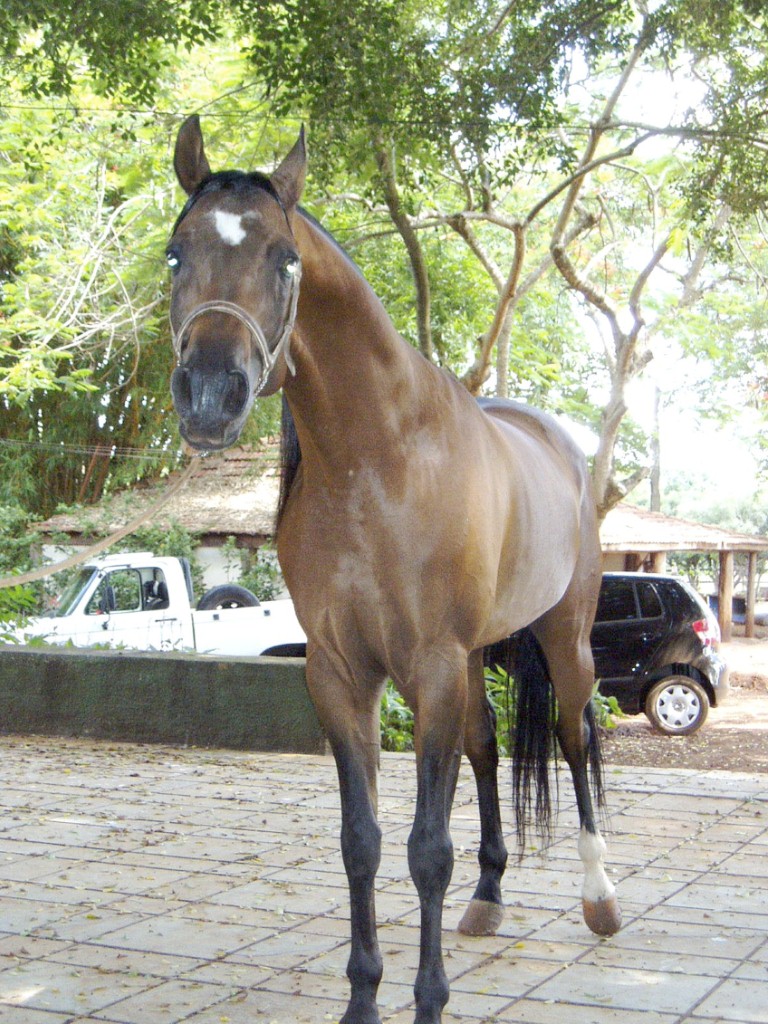 Cavalo Garanhão Árabe - Saphar 