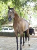 Cavalo Garanhão Árabe - Saphar