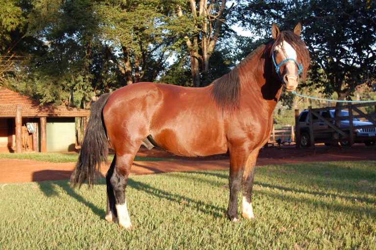 Cavalo Garanhão Crioulo 