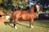 Cavalo Garanhão Crioulo