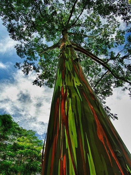 MUDAS Eucalyptos Arco- íris  UNIDADE 
