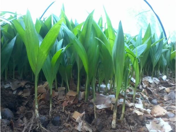 PLÂNTULAS DE PUPUNHA  UNIDADE 