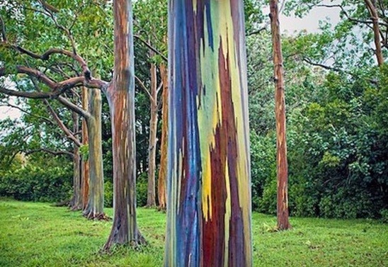 MUDAS EUCALIYPRUS DEGLUPTA  UNIDADE 