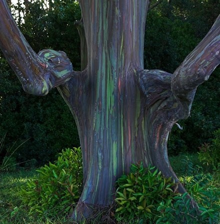Eucalyptus deglupta UNIDADE 