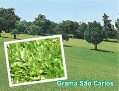 SEMENTES DE GRAMA SÃO CARLOS  PACOTE 1 KG