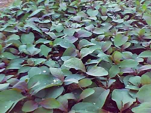 sementes de eucalipto cloeziana  PACOTE 1 KG