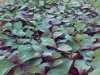 sementes de eucalipto cloeziana 
