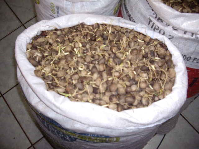 sementes de pupunha germinadas  PACOTE 1 UNIDADE 