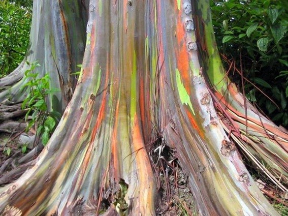 MUDAS Eucalyptus Arco- íris  UNIDADE 