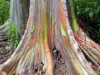 MUDAS Eucalyptus Arco- íris 