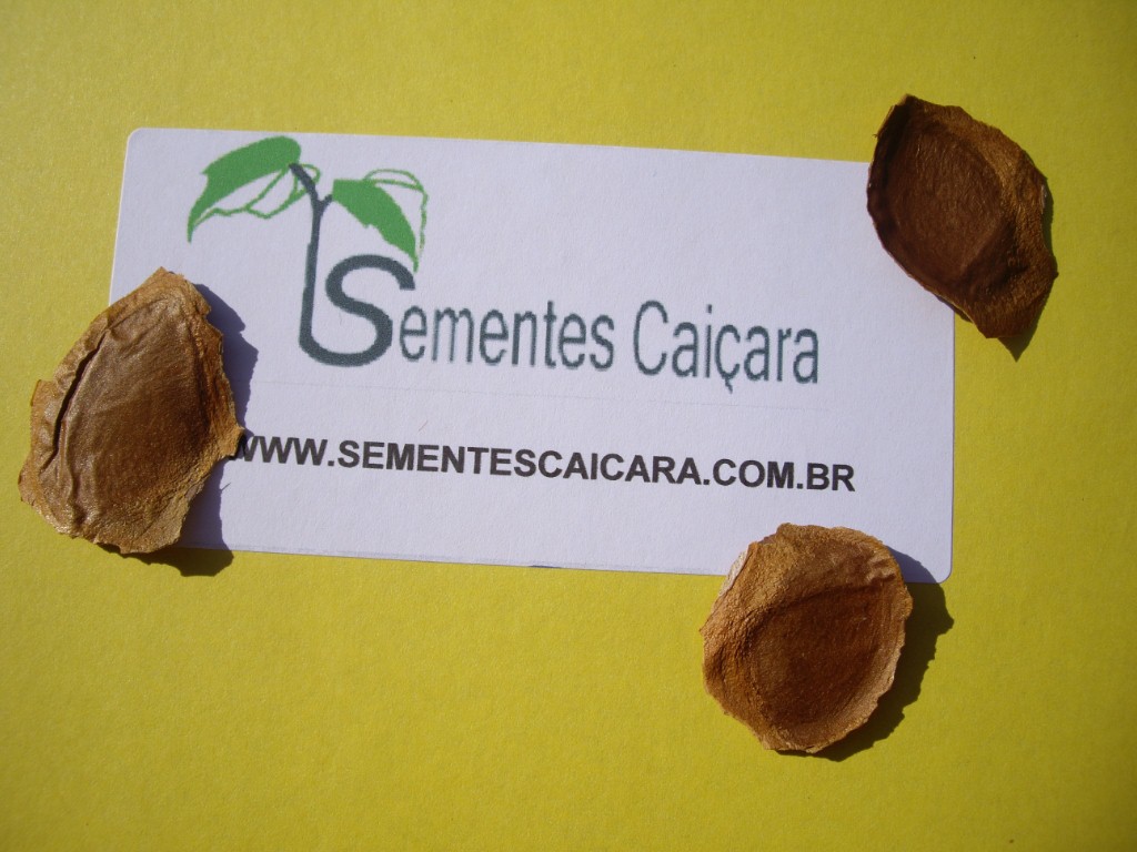 SEMENTES DE MOGNO AFRICANO PACOTE 1 KG