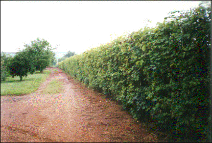 SEMENTES DE SANSÃO DO CAMPO  PACOTE 1 KG