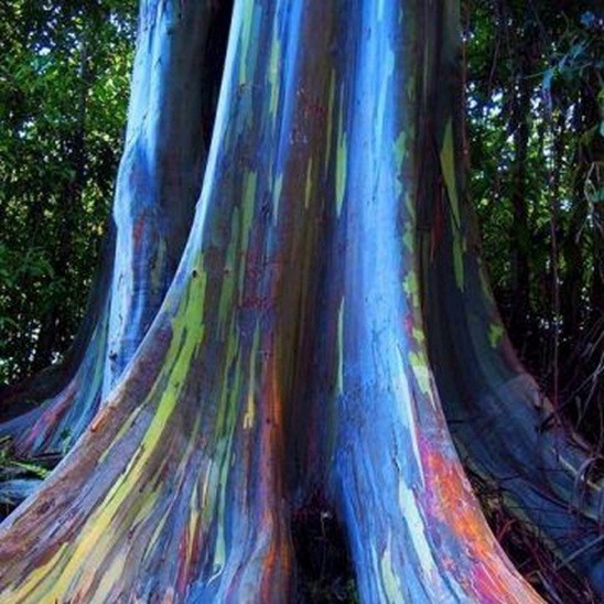 MUDAS  - Eucalyptus deglupta -Eucalipto Arco-íris -  UNIDADE 