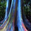 MUDAS  - Eucalyptus deglupta -Eucalipto Arco-íris - 