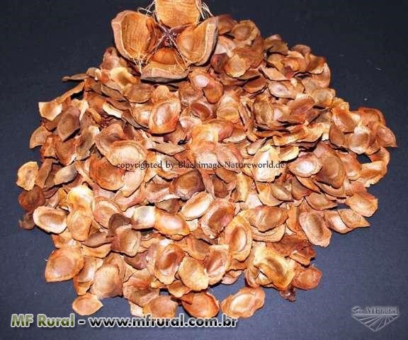 sementes de mogno africano khaya ivorensis  kg
